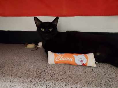 Bebe