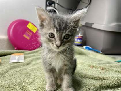 Adoptable Cats & Kittens in Everett, WA