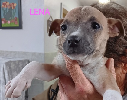Lena 1