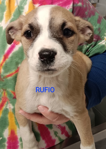 Rufio 1
