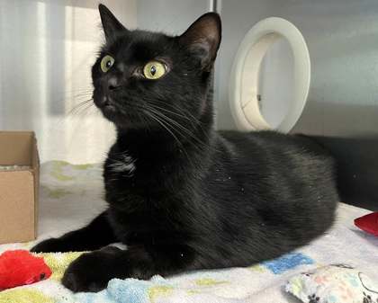 How Much are Cat Adoption Fees in Nj: Affordable Costs Revealed