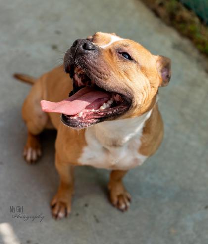 Rockingham County Animal Shelter Adoptable Dogs: Find Your Furry Friend