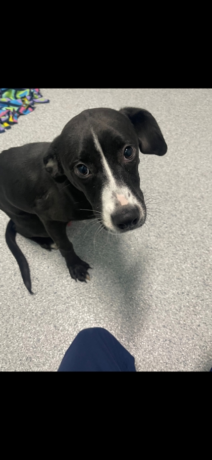 Rockingham County Animal Shelter Adoptable Dogs: Find Your Furry Friend