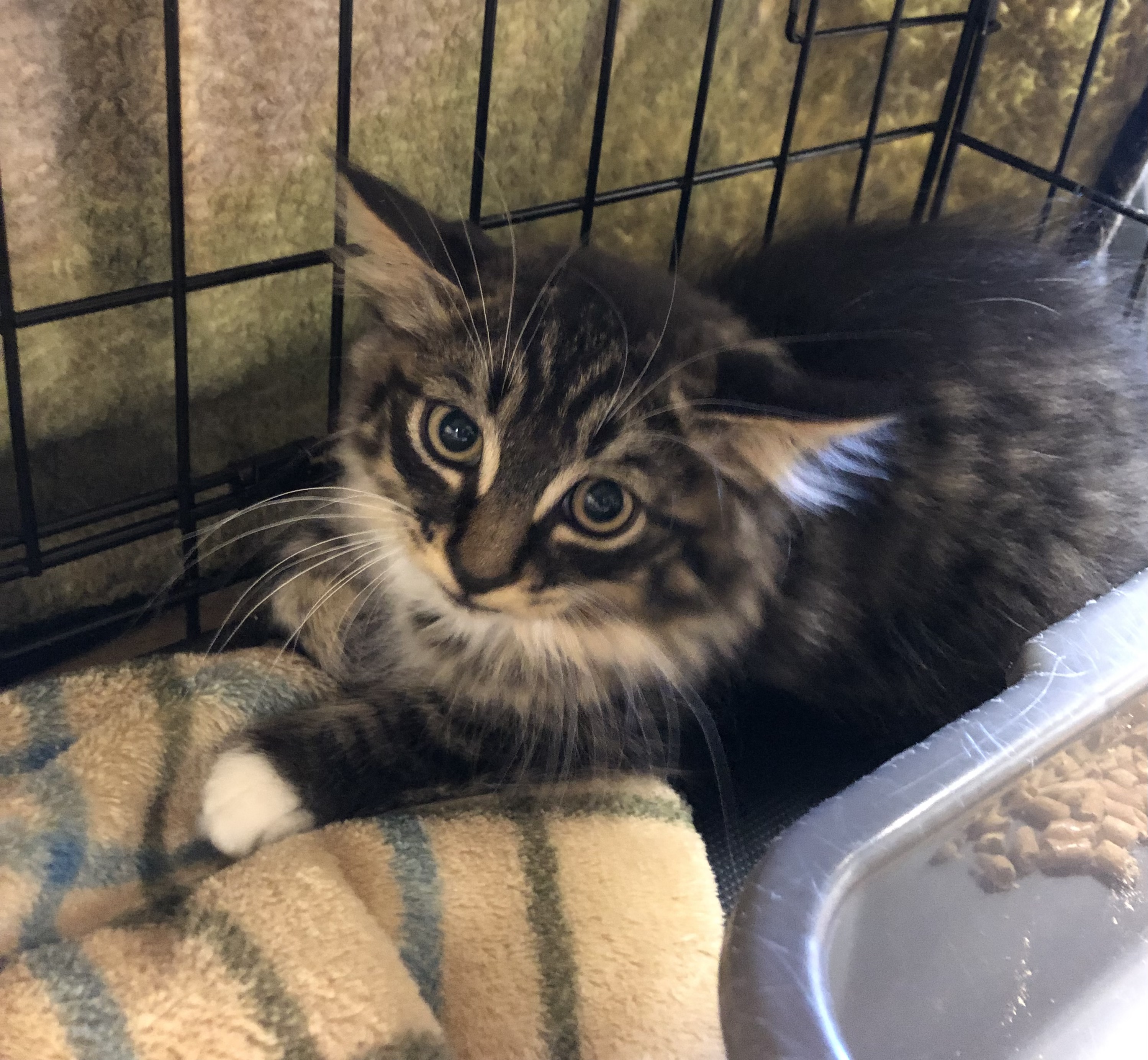 missoula animal shelter cats
