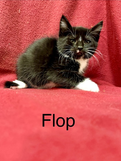 Photo of Flop