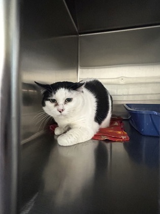 Photo of Pretty Kitty