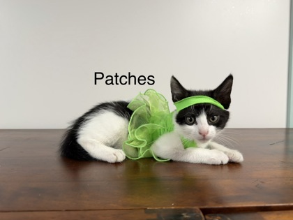 Photo of Patches