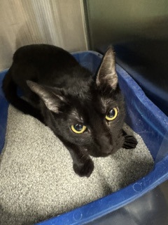 Photo of Dusty