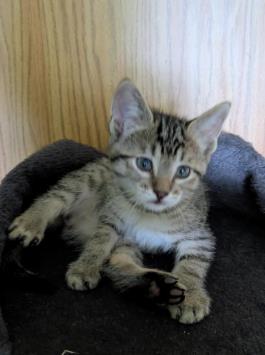 Photo of Larouse