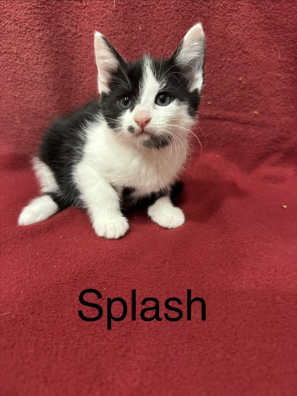 Photo of Splash