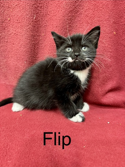 Photo of Flip