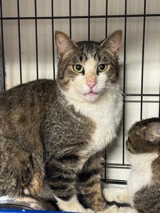 Photo of Noble bonded with Spirit