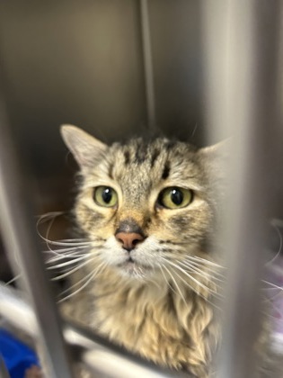Photo of Queso