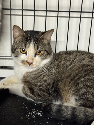 Photo of Spirit bonded with Noble