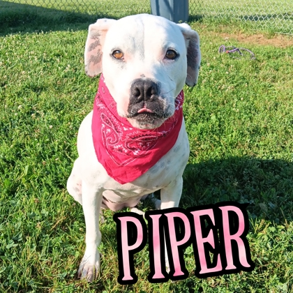 Photo of Piper
