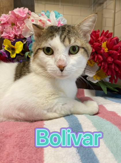 Photo of Bolivar