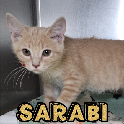 Photo of Sarabi