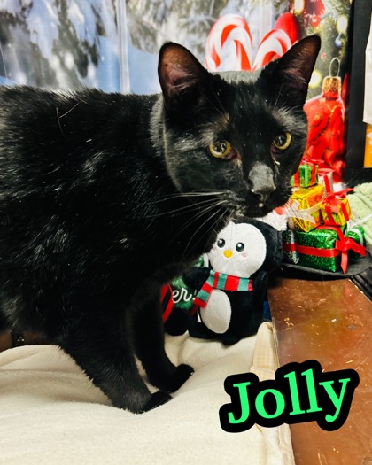 Photo of Jolly