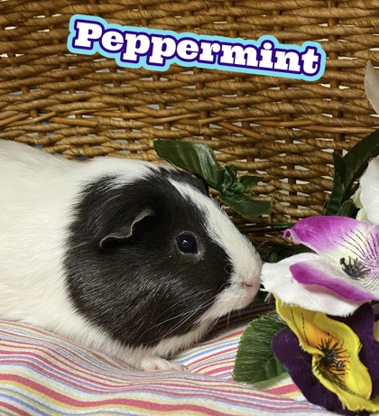 Photo of Peppermint