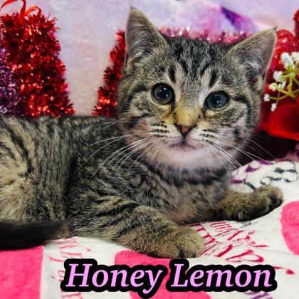 Photo of Honey Lemon