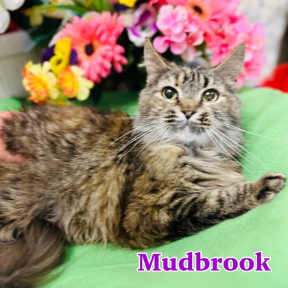 Photo of Mudbrook