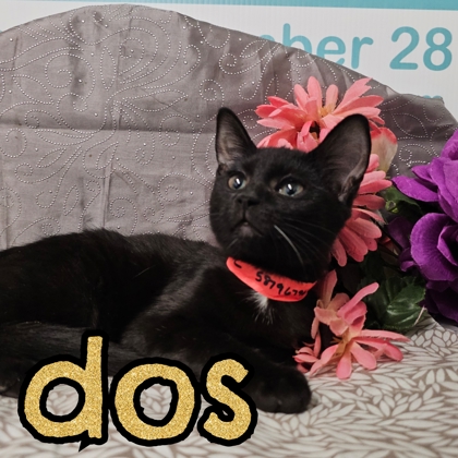 Photo of Dos