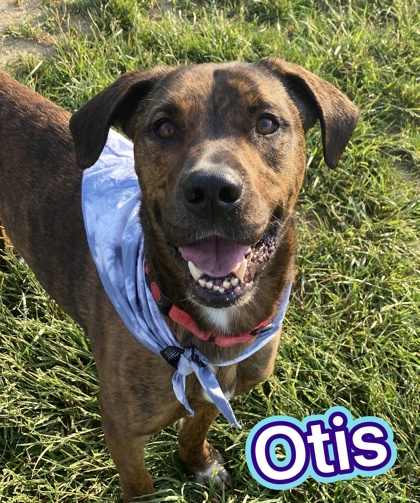 Photo of Otis