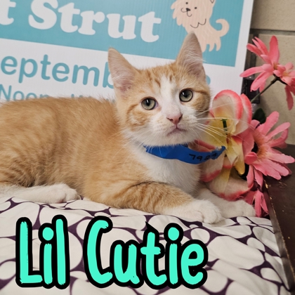 Photo of Lil Cutie