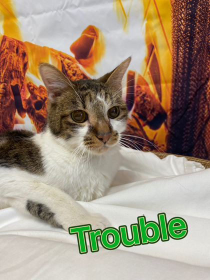 Photo of Trouble