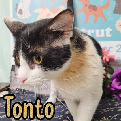 Photo of Tonto