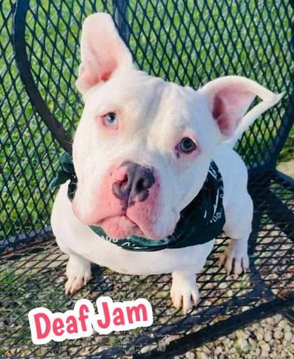 Photo of Deaf Jam