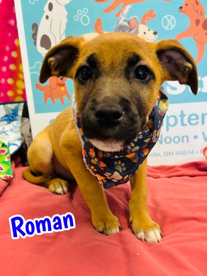 Photo of Roman