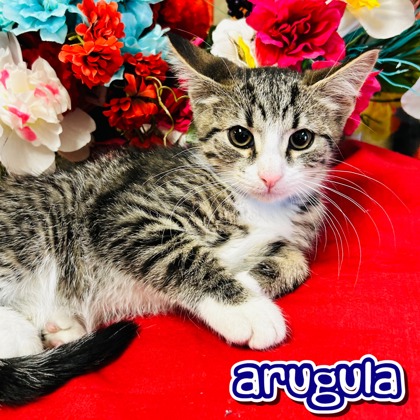 Photo of Arugula