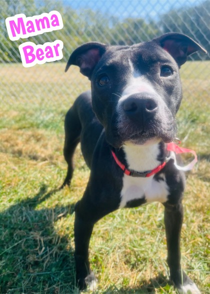 Photo of Mama Bear