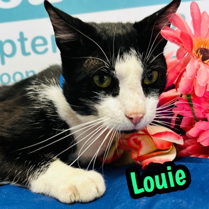 Photo of Louis