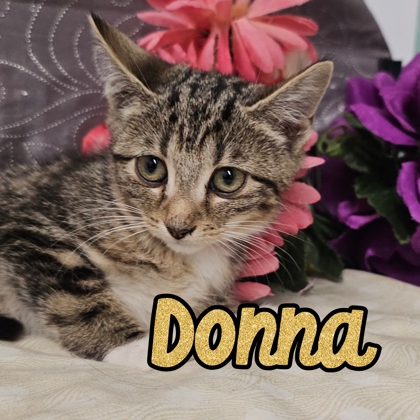 Photo of Donna