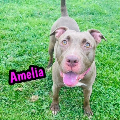 Photo of Amelia
