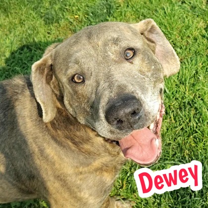 Photo of Dewey