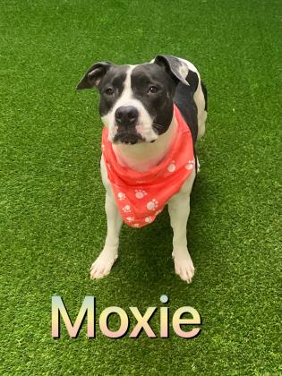 Photo of Moxie "Minnie"