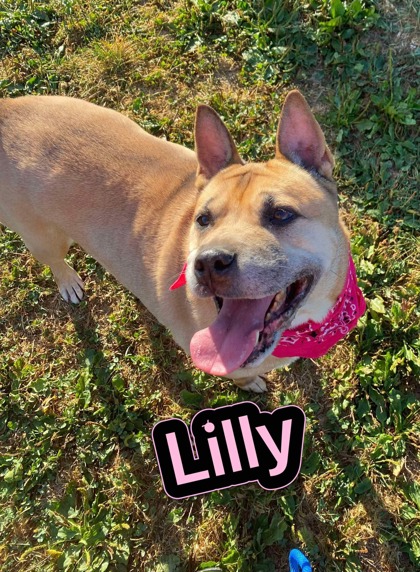 Photo of Lilly