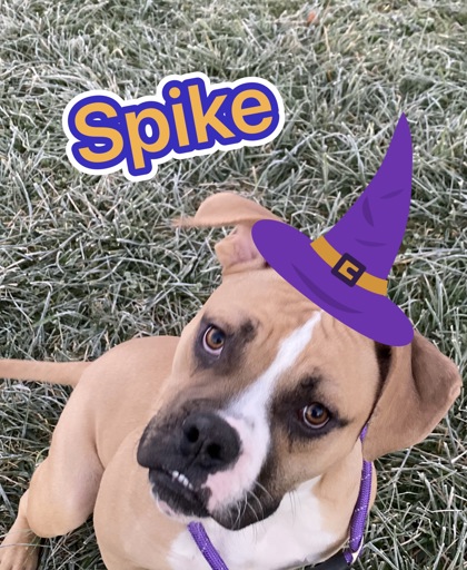 Photo of Spike