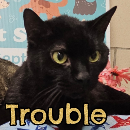 Photo of Trouble