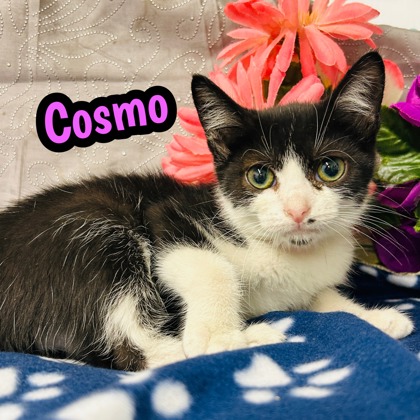 Photo of Cosmo