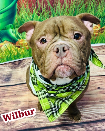 Photo of Wilbur