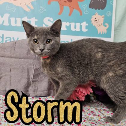 Photo of Storm