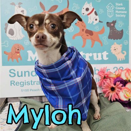 Photo of MyLoh
