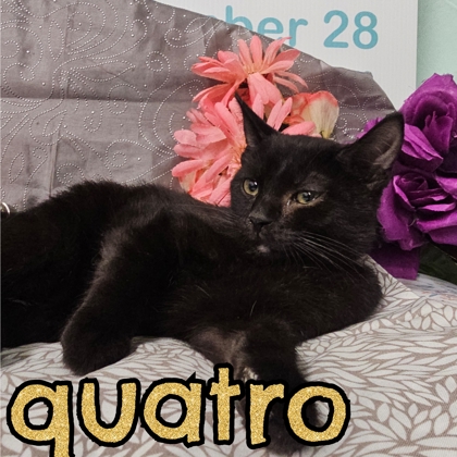 Photo of Quatro