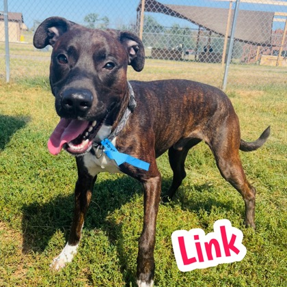 Photo of Link
