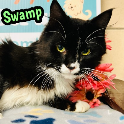 Photo of Swamp