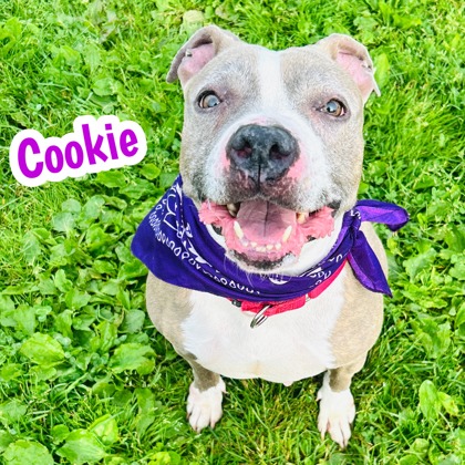 Photo of Cookie